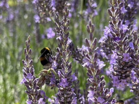 Bee Pollinated Purple Flowers