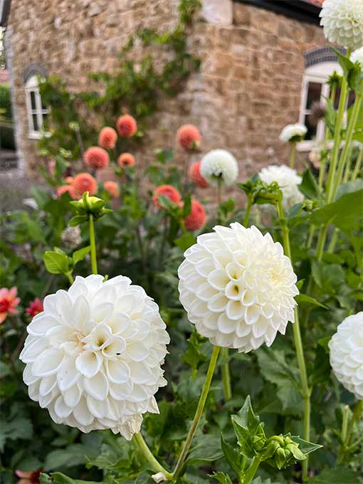 White Flowers in Pond Cottage Garden