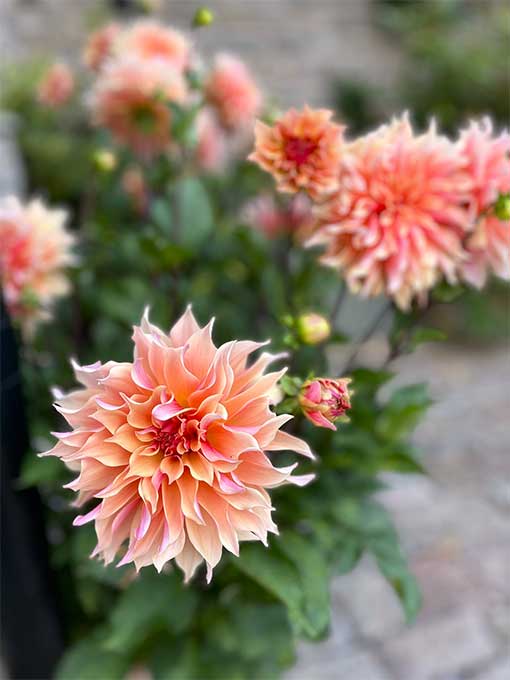 Orange Flowers next to path
