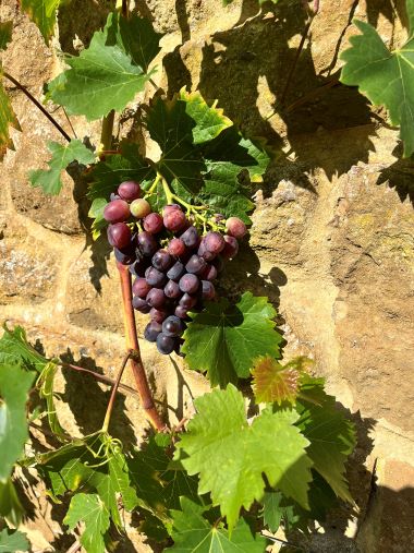 Wild Berries by a wall