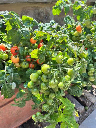 Green, red and orange fruits on a Bush