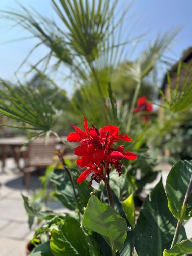 Red flower with bench in background