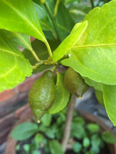 Green Lemon hanging on Plant