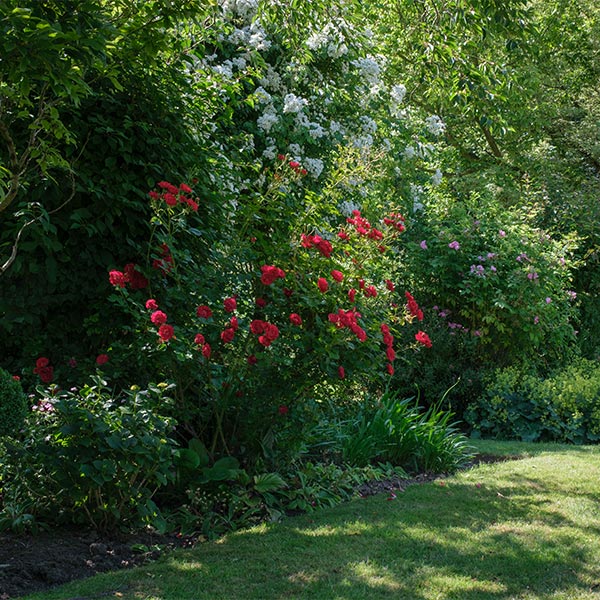 Garden Bushes with red and white flowers