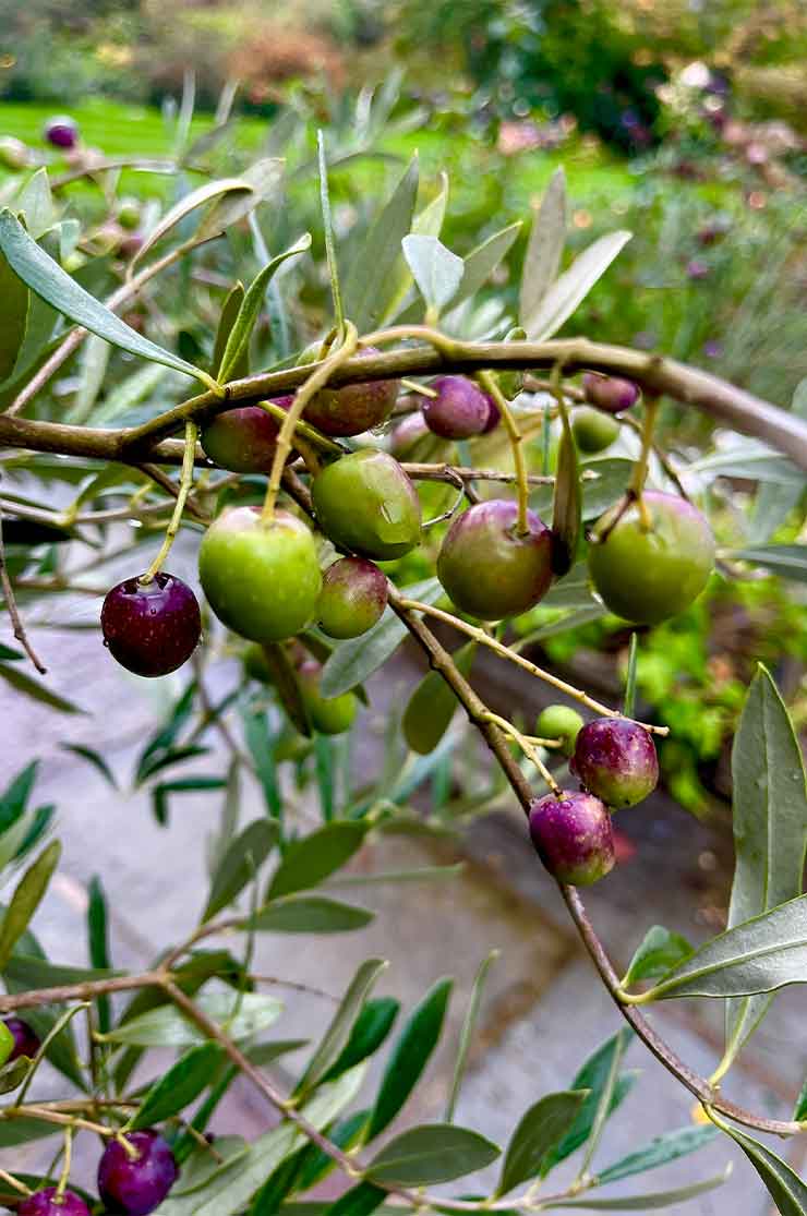 Discover-the-garden-1