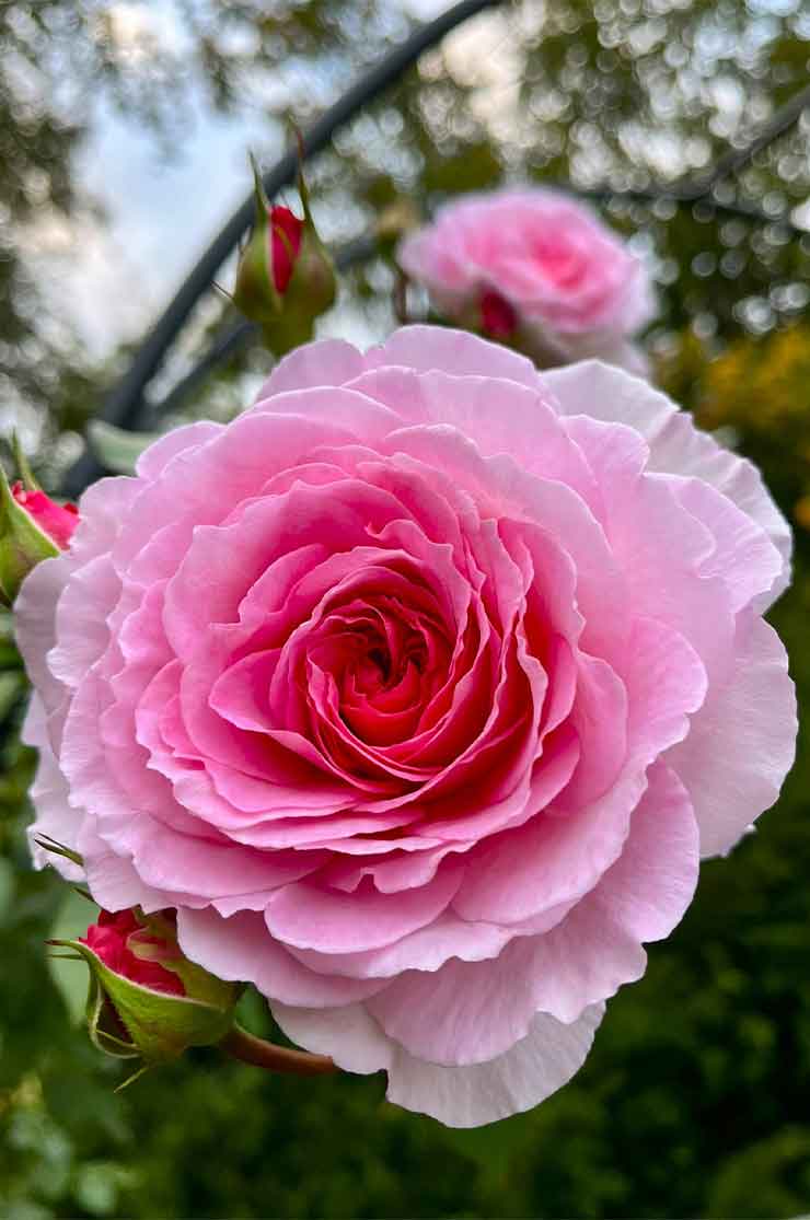 Discover-the-garden-2