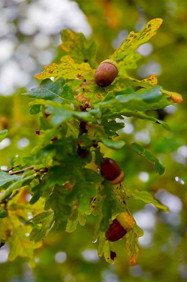 Discover-the-garden-3