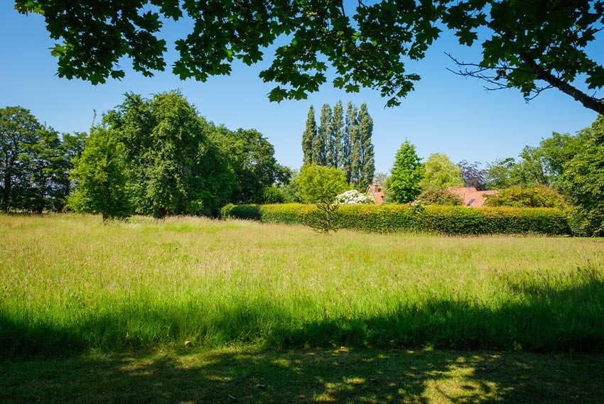 Open field with trees and hedges in the distance