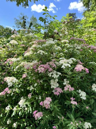 Pink and white elderflowers