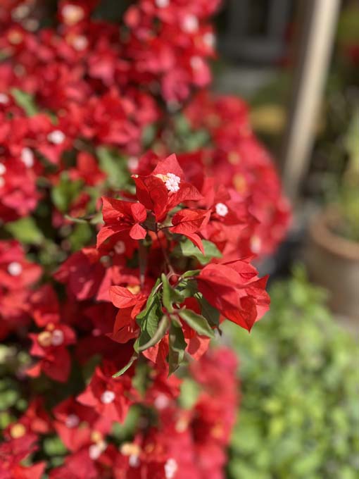 red flowers in a garden