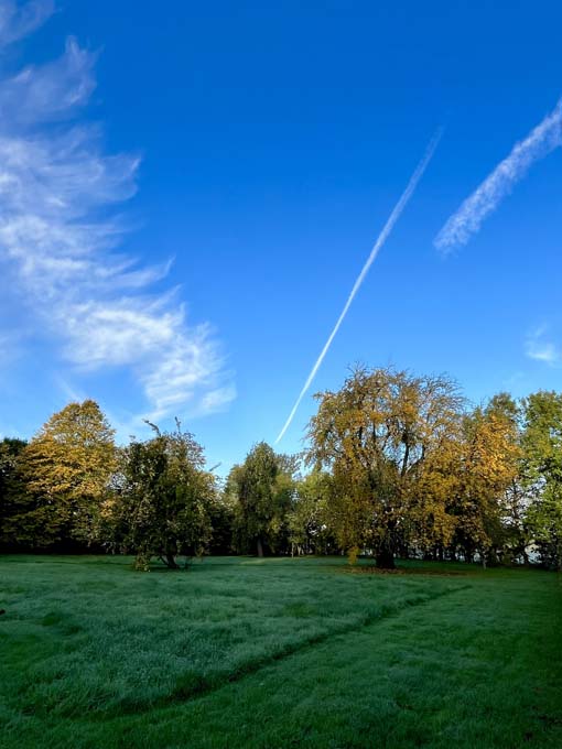 Open field with trees and sky in the background.
