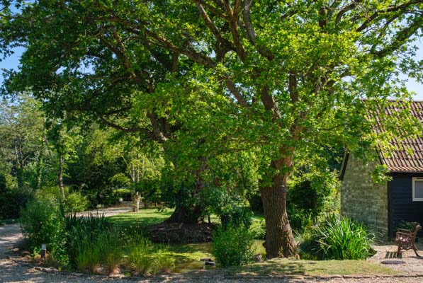 Trees by a path and a cottage