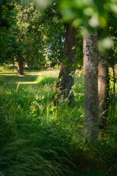 Old orchard with grass