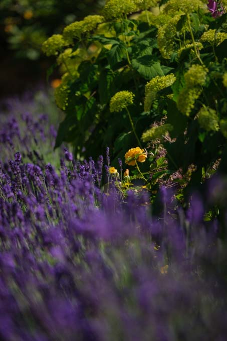 Purple flowers alongside a bush.