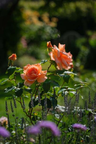 Orange flowers surrounded by plants.