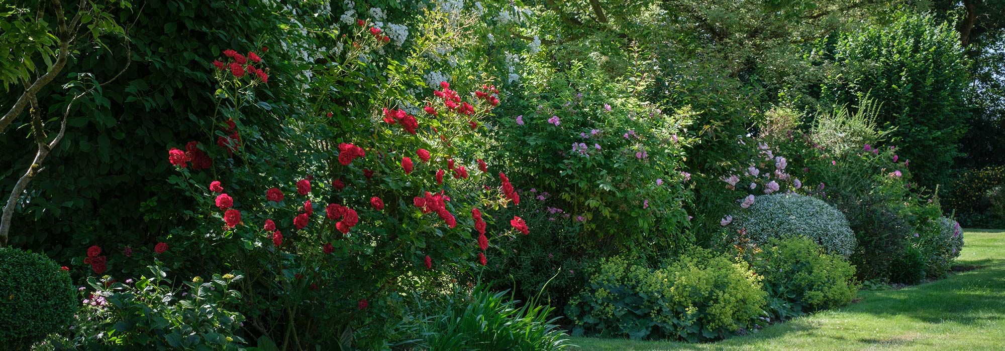 Banner of garden with bushes with red flowers